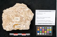 Foto (Objekt + Etikett) von Populus tremula L. (NHMW-GEO-2024-0188-11313)